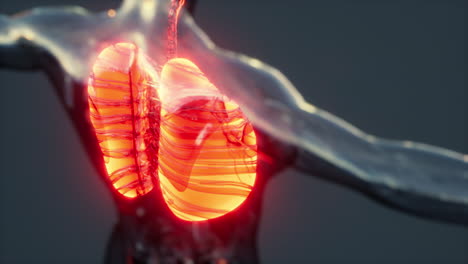 x-ray image of human lungs for a medical coronavirus covid-19 diagnosis