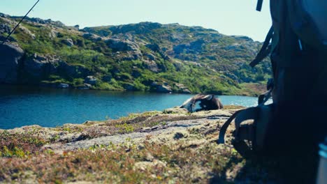 Alaskan-Malamute-Liegt-Auf-Dem-Boden-Am-See-Im-Skurven-Berg,-Indre-Fosen,-Norwegen