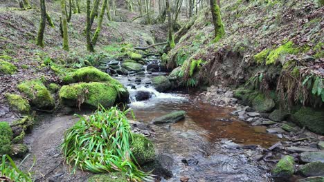 Kleiner,-Langsam-Fließender-Waldbach,-Der-Langsam-Durch-Die-Waldbäume-Fließt