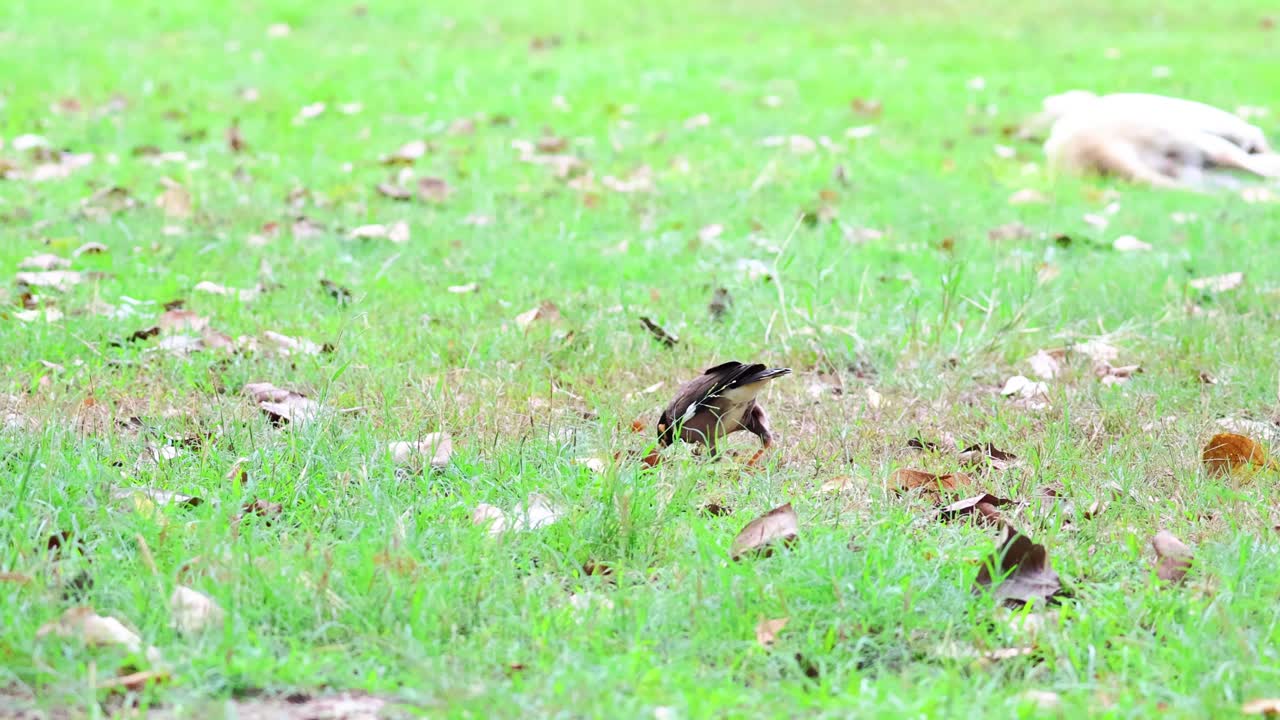 새는 주변을 돌아다니며 바닥을 는다.