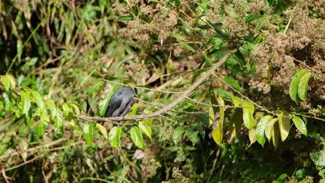 Mira-Hacia-Abajo-Y-Alrededor-Y-Luego-Se-Acicala-Intensamente-Con-Su-Ala-Izquierda,-Ceniciento-Drongo-Dicrurus-Leucophaeus,-Parque-Nacional-De-Khao-Yai,-Tailandia