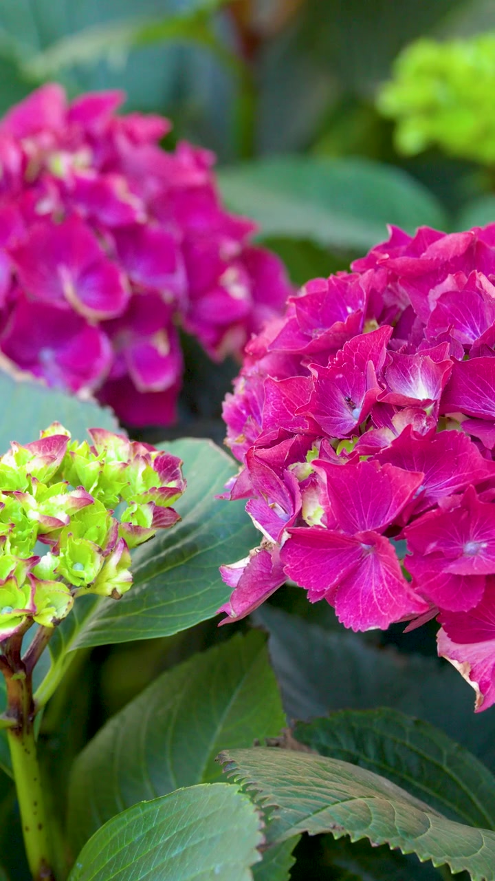 Close-up handheld shot of bright pink hydrangea flowers and green leaves in soft daylight.