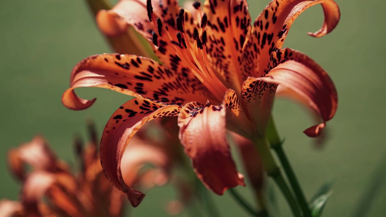 Primo piano di un vivace fiore di giglio tigrato arancione