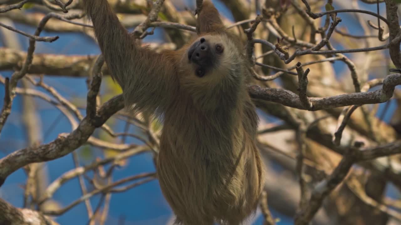 A two-toed sloth climbs slowly up a rainforest tree in Puerto Viejo de Talamanca, Costa Rica. Mid-motion, it pauses and gazes directly at the camera