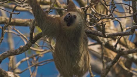 a two-toed sloth climbs slowly up a rainforest tree in puerto viejo de talamanca, costa rica. mid-motion, it pauses and gazes directly at the camera