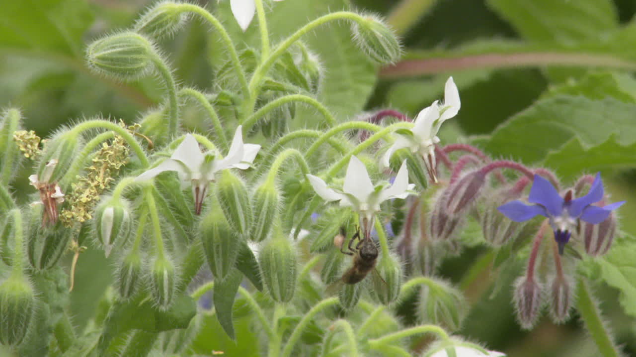 Borage Flowers with Honeybee