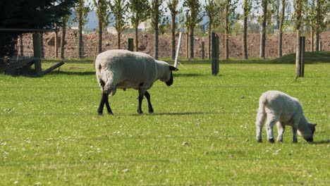 Lambs-and-sheep-in-grass-and-playing-in-trees