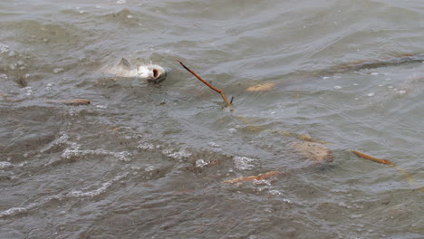 peces muertos flotando en el agua con plástico y basura