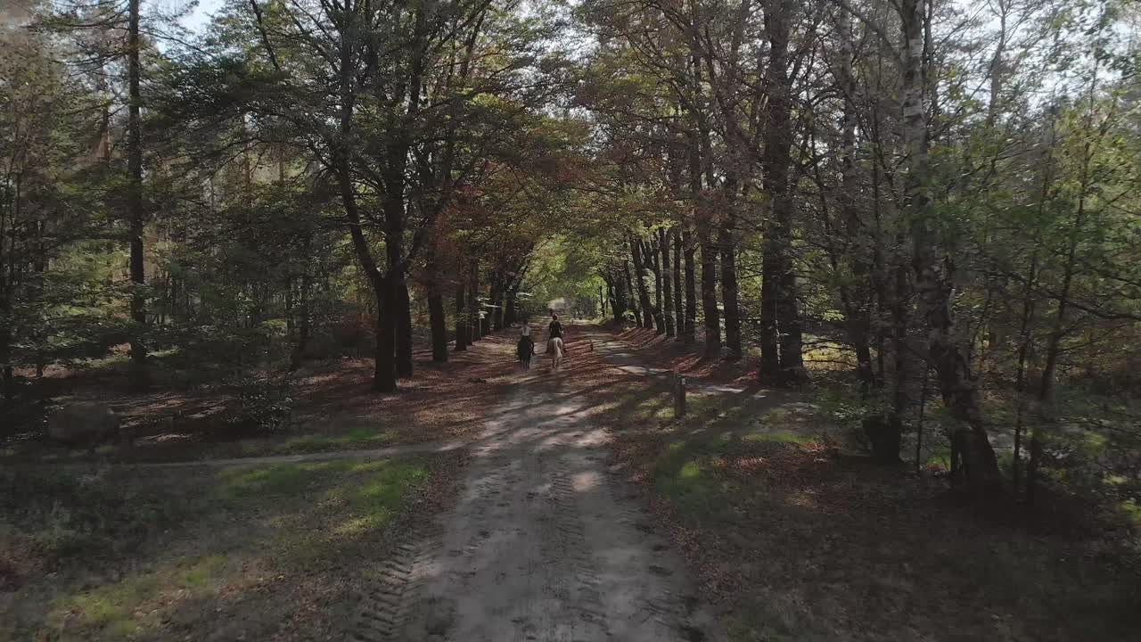 카메라에서 멀리 이동하는 거리에서 태양 플레어와 승마 라이더를 만드는 나무를 통해 태양이 최고점으로 숲으로 들어가는 비포장 도로 차선에서 앞으로 천천히 움직입니다.