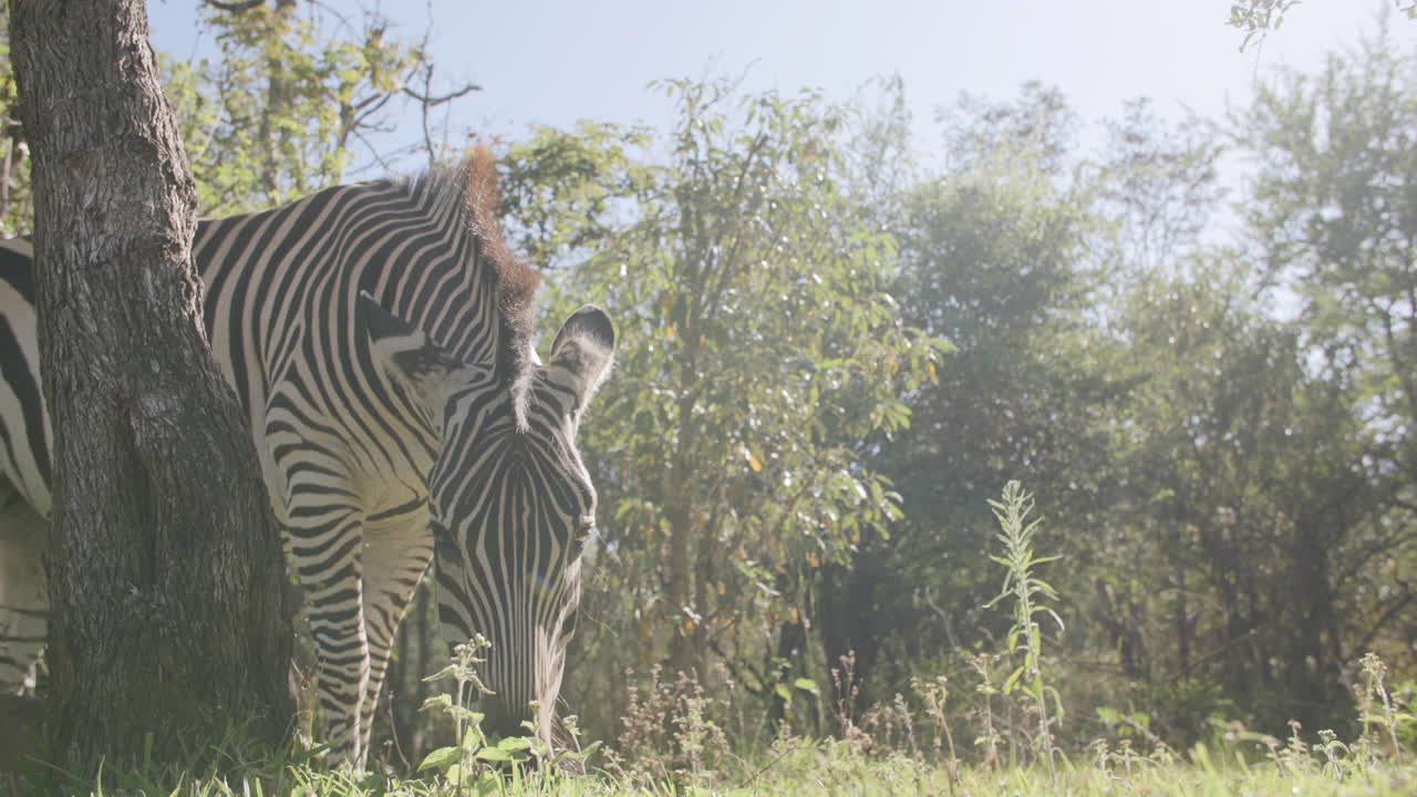 imágenes en cámara lenta de una cebra que está comiendo hierba a la luz del sol de la mañana