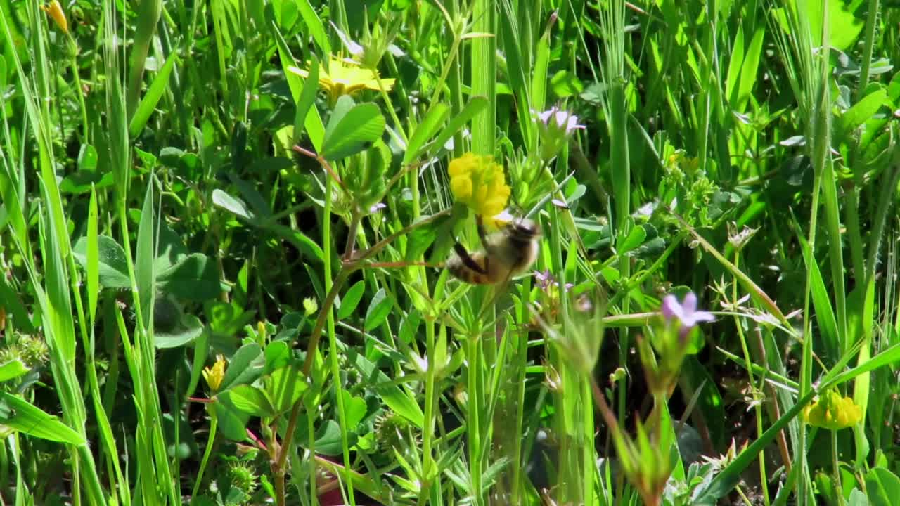 Bees fly between flowers and gather nectar