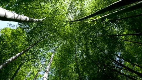 Hermoso-Control-Deslizante-Lento-Mirando-Hacia-El-Hermoso-Bosque-De-Bambú