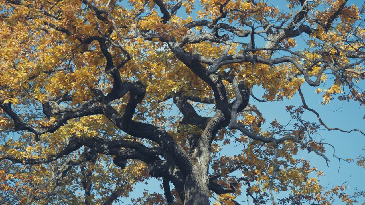 A majestic oak tree with twisted black branches and golden leaves stands against a clear autumn sky. Parallax video.