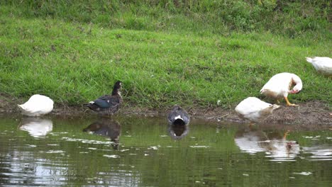 flock of duck swim at river.