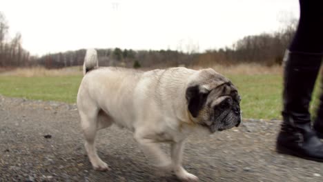 pug walking with owner