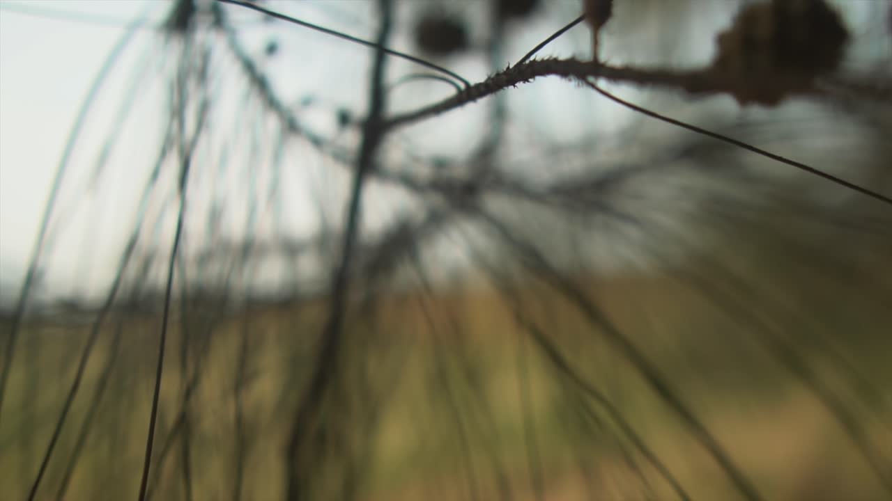 Young pine cones or inflorescence with needles close-up