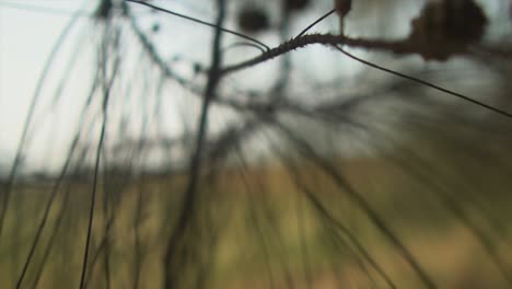 Young-pine-cones-or-inflorescence-with-needles-close-up