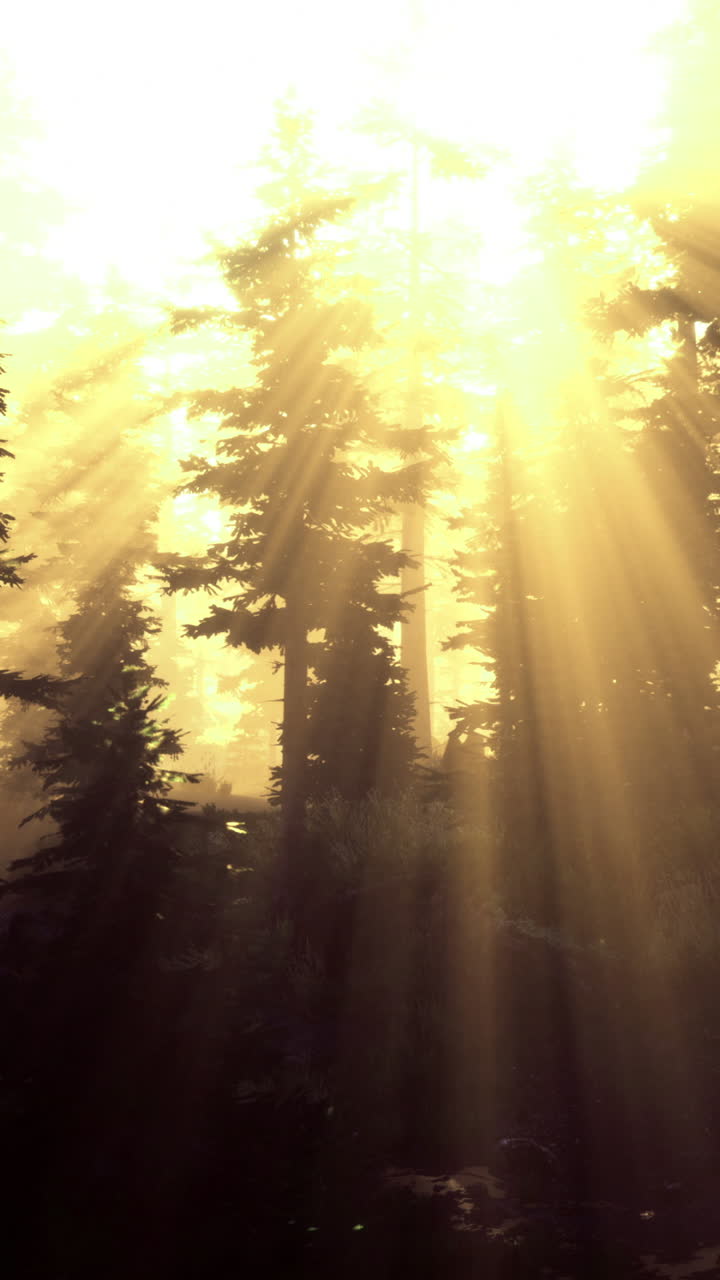 A luz do sol da manhã cria uma atmosfera mágica em uma densa paisagem florestal