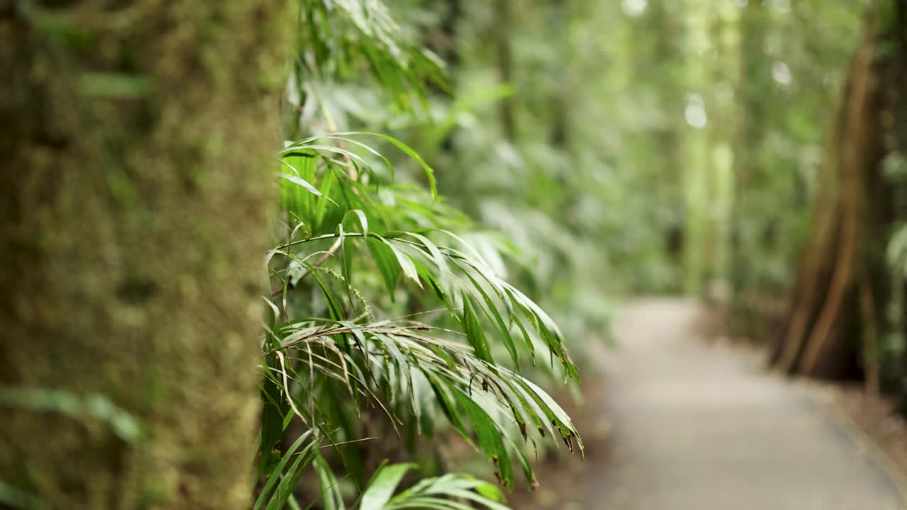 Smooth camera movement reveals a lush rainforest walking track in Dorrigo, Australia, with soft natural lighting and shallow depth of field