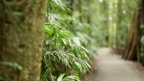 smooth camera movement reveals a lush rainforest walking track in dorrigo, australia, with soft natural lighting and shallow depth of field