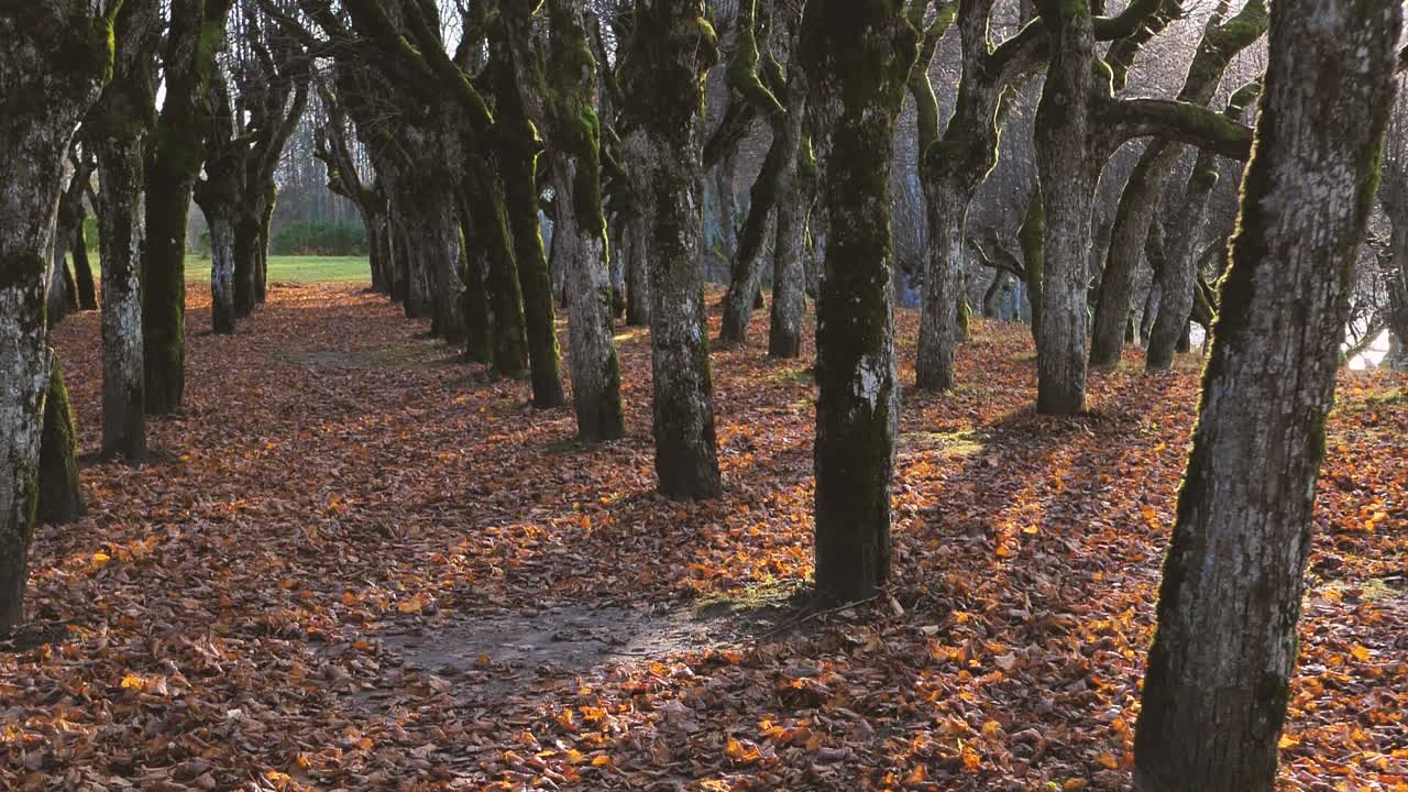 The old linden park in the territory of the manor, the leaves have fallen