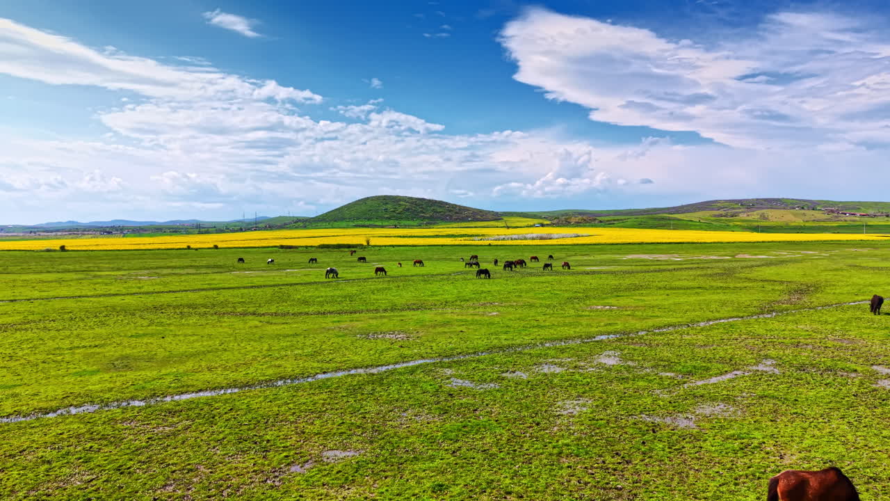 昼間、広々とした緑の野原で馬が草を食み、背景には雲が浮かぶ澄み切った青空