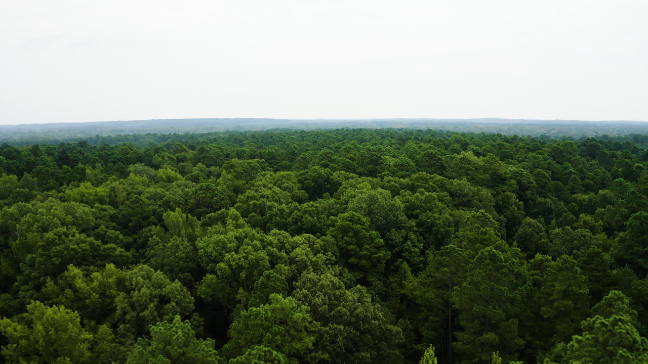Ripresa aerea bassa con avvicinamento sopra una fitta foresta verde estiva nell'Arkansas meridionale