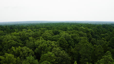 bajo empuje aéreo por encima del denso bosque verde de verano en el sur de arkansas
