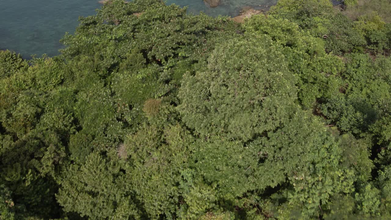 vista aérea de los pájaros, toma de carro, volando sobre un denso bosque tropical con exuberante vegetación en una isla tropical