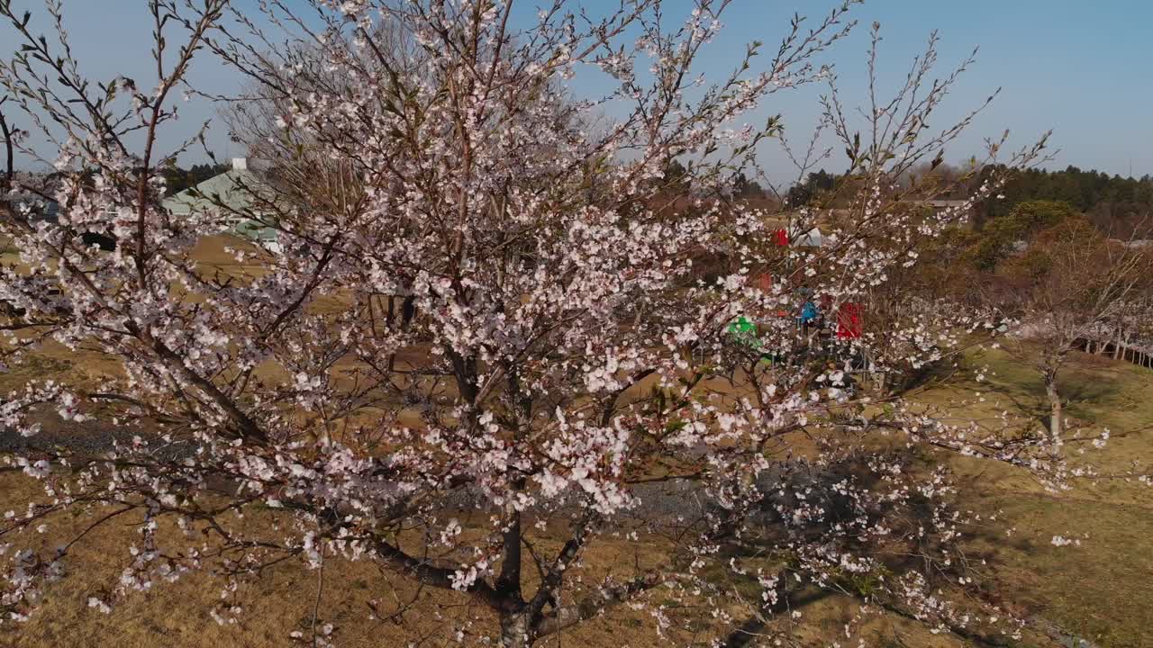 Aerial fly close up to Cherry blossom tree in a Japanese spring rural landscape