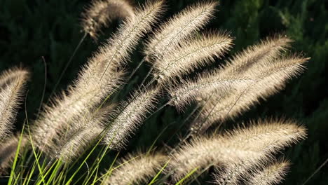 close-up ornamental grass plumes backlit by sun, sway in breeze