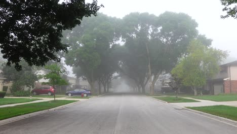túnel de árbol matutino brumoso por la mañana, nadie
