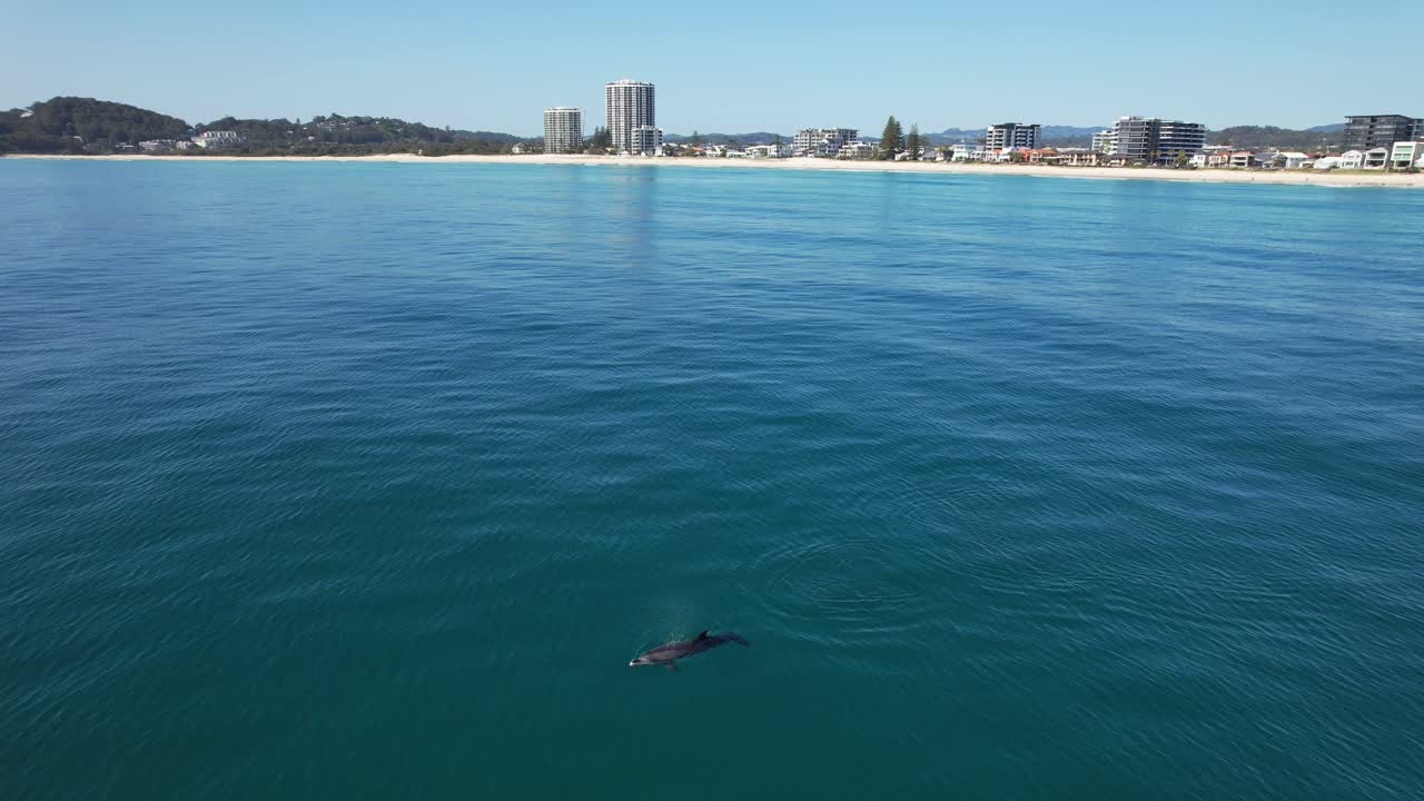 Dolphin swimming in the ocean near a coastal town