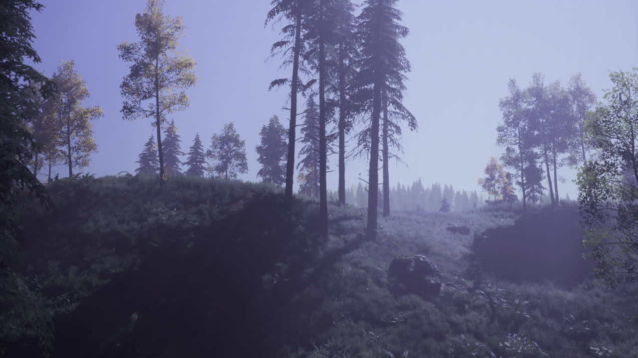 Forest landscape under clear sky with soft sunlight illuminating trees