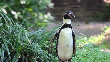 humboldt penguin  - peruvian penguin charmer