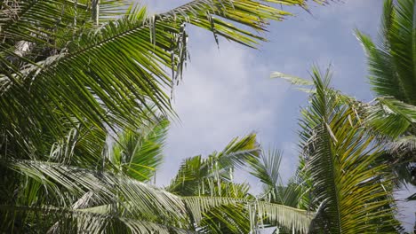 textura tropical de densas hojas de palma en la plantación contra el cielo azul durante una mañana soleada en bali, indonesia