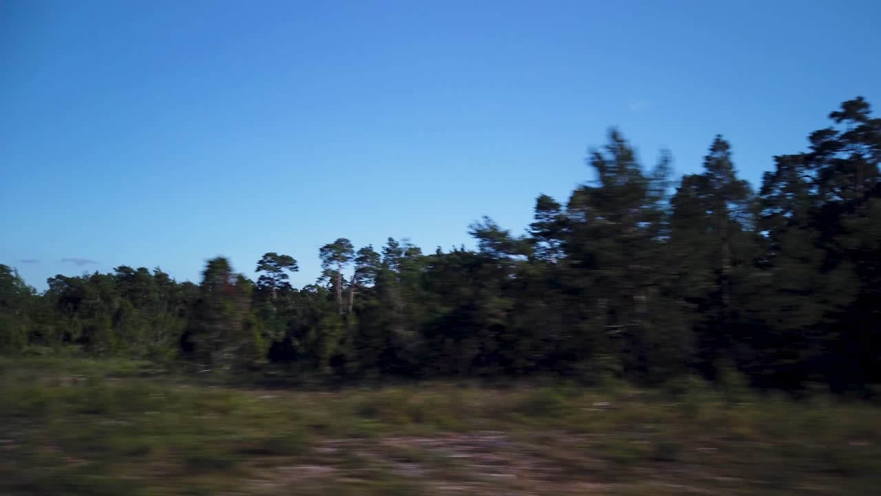paisaje forestal en gotland en suecia en un soleado día de verano, pov desde el coche
