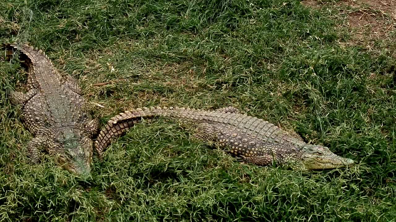 A pair of Nile crocodiles resting on the grass
