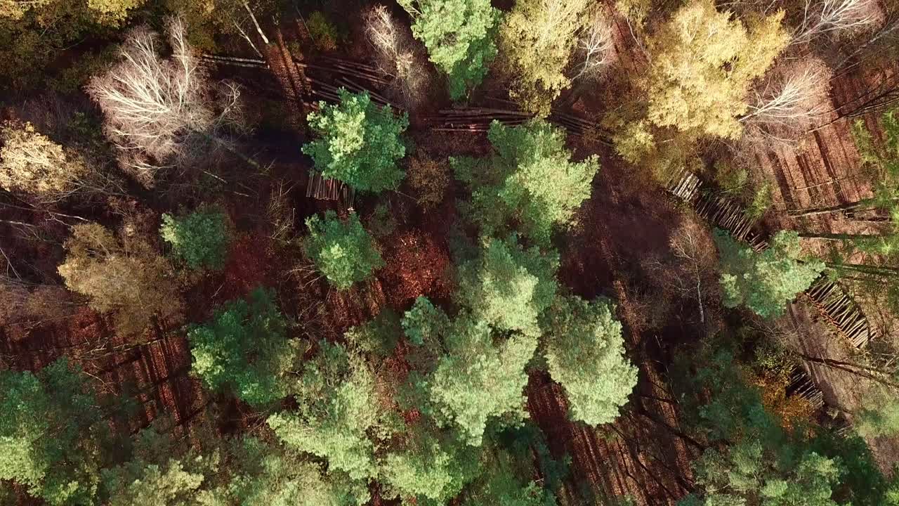 imágenes aéreas de drones del colorido bosque otoñal