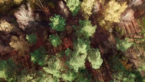 aerial drone footage of colorful autumn forest