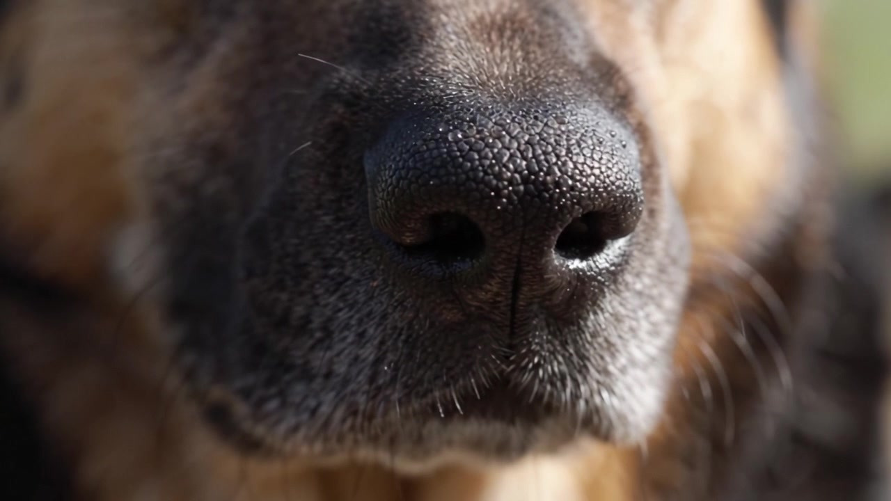 Un Primer Plano del Hocico de un Perro Resaltando los Intrincados Detalles de su Pelaje, Bigotes y Textura Nasal con una Hermosa Luz Natural
