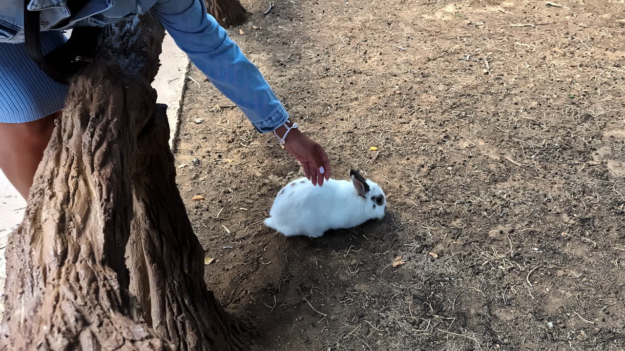 A hand in a denim sleeve gently reaches toward a small white rabbit with black markings exploring a sunlit dirt ground outdoors