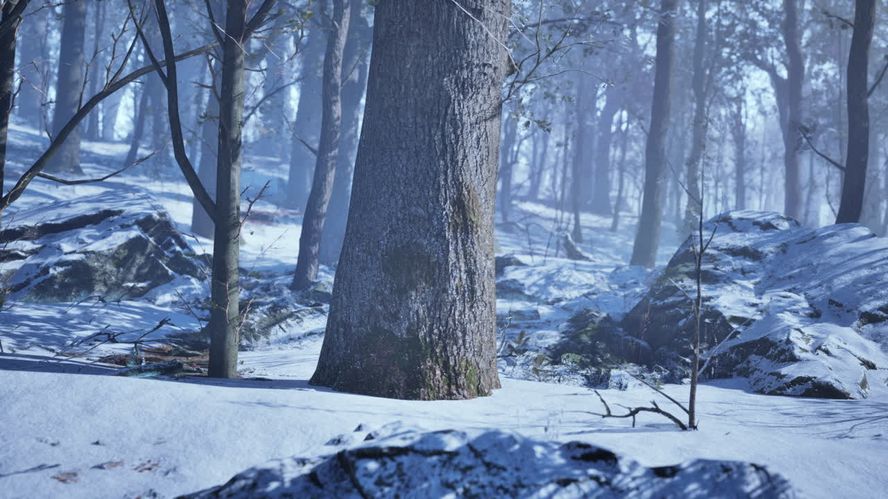 겨울철에 나무  ⁇  사이에서 해가 지는 것