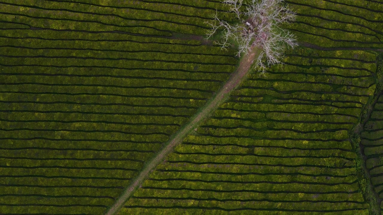 Commercial Tea Plantations At Gorreana Cover The Green Hillsides Of São Miguel Island In The Azores, Portugal. Aerial Topdown Shot