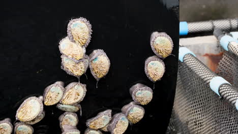abalone harvest: close-up view of abalone shells being harvested from a marine farm