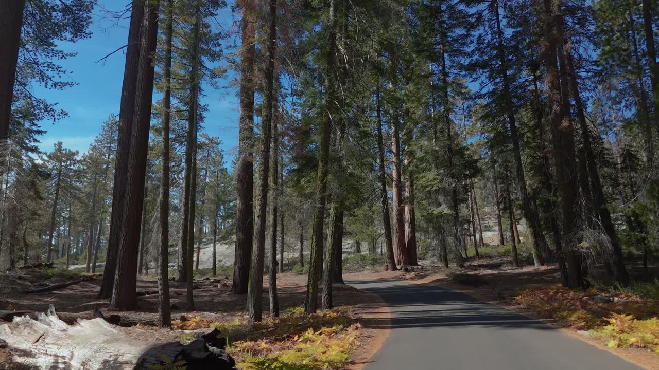 Viaggio in auto nel Parco Nazionale di Sequoia con alberi giganti nella foresta di sequoie della California