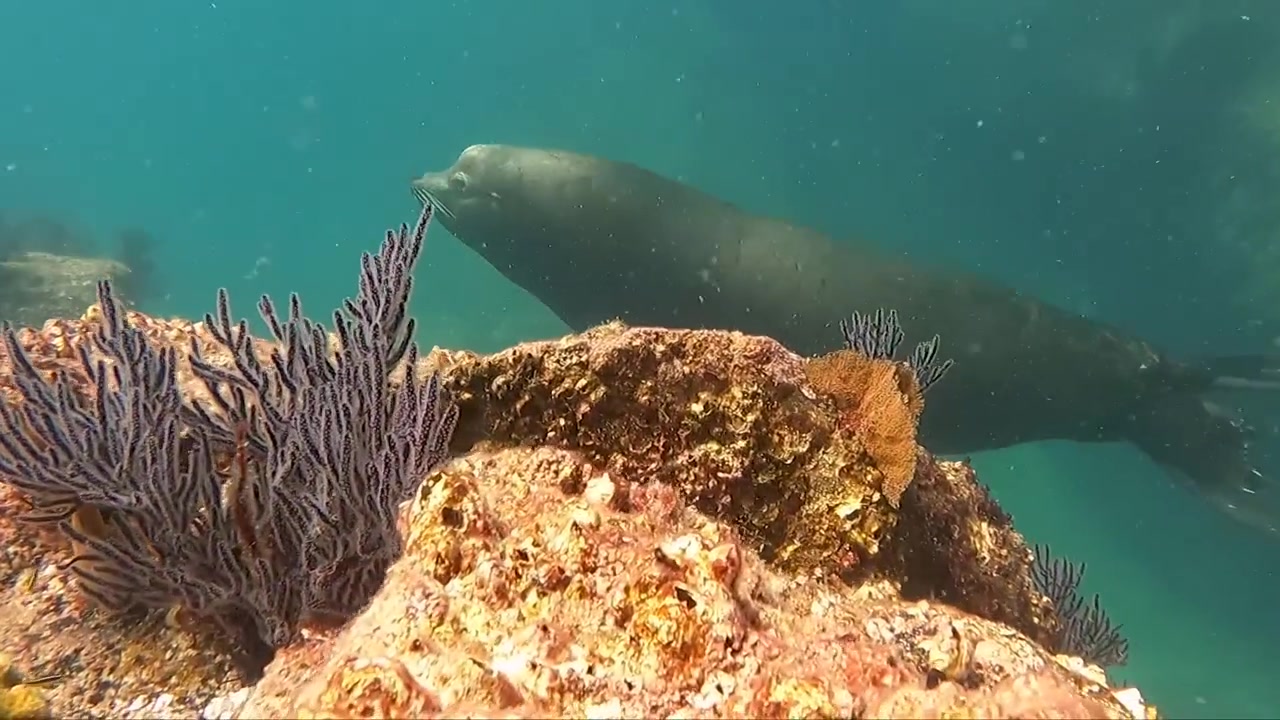 Un leone marino maschio emerge da dietro le rocce su una barriera corallina, Bassa California del Sud.