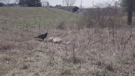 Turkey-vulture-attacking-its-prey-tracking-shot