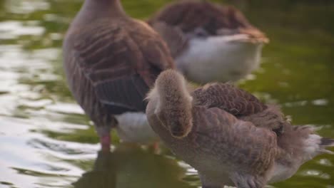 Stunning-video-of-ducks-stand-in-shallow-water-in-the-lake,-indulging-in-a-refreshing-bath-in-Parc-de-la-Ciutadella-–-Barcelona,-Spain