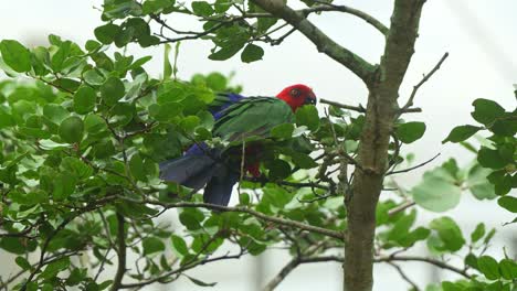 Wild-moluccan-king-parrot-with-striking-plumage,-roosting-and-dwelling-under-the-forest-canopy,-spread-its-wings-and-fly-away,-close-up-shot